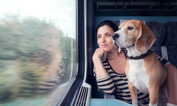 Révision des tarifs pour chiens de plus de 6 kilos