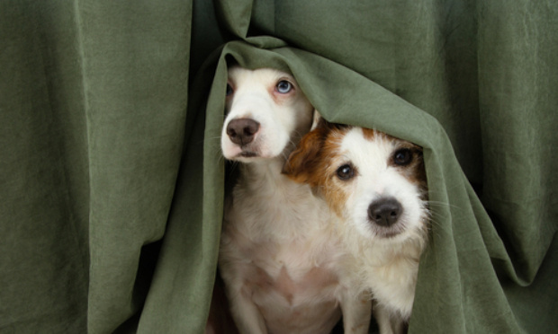 Feu d'artifice soit remplacé par des spectacles sons et lumières