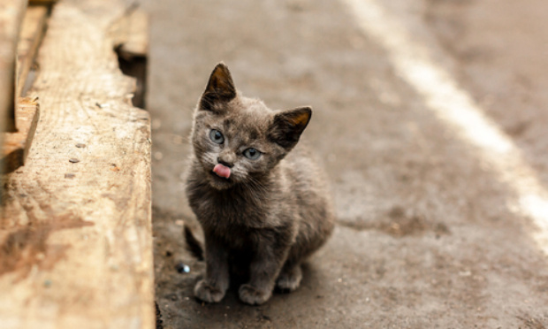 Campagne de stérilisation.