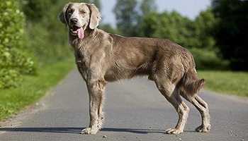 Stop à l'élevage de chiens et de chats de races sans origines.