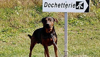 Pour une comparution immédiate en cas d'abandon ou maltraitance sur animal