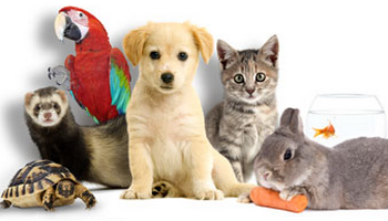 Pour que la cruauté envers les animaux de toutes sorte d'espèces s'arrête.