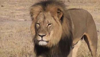 Le lion Jericho, menacé au Zimbabwe !
