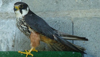 Aidons les centres de soins animaliers