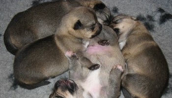 Campagne contre l'inceste animalier : dites STOP à la consanguinité