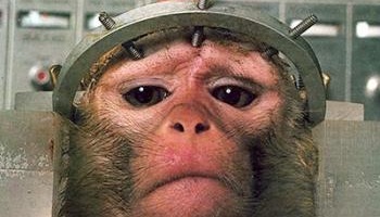 Interdisons l'expérimentation animale !