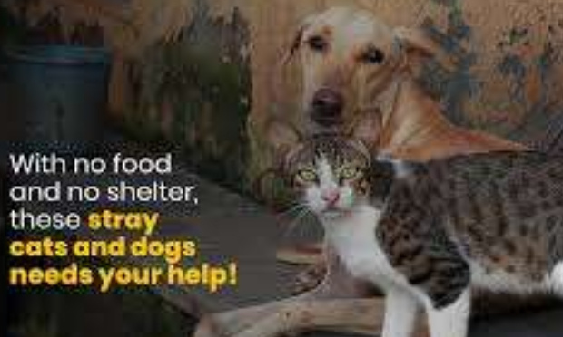 ((( Egypt shame on you))