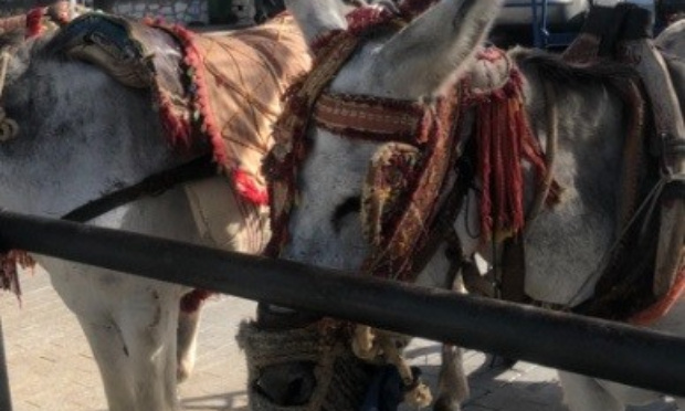 Libérez les ânes de cette souffrance !