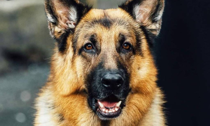 Pour l'interdiction des abandons des chiens, chats et chevaux