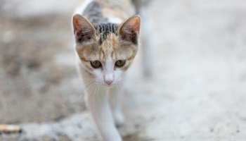 To Stop this nonsense of wanting to eliminate cats