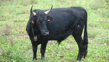 Oui au maintien des traditions camarguaises et espagnoles !