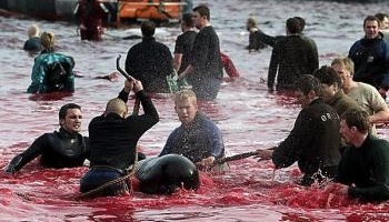 Sauvons les dauphins