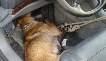 Il a laissé mourir cette chienne Princesse dans une voiture !