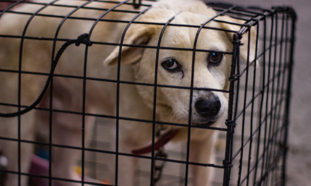 Pour la mise en place d'un fichier pour suivre les animaux maltraités