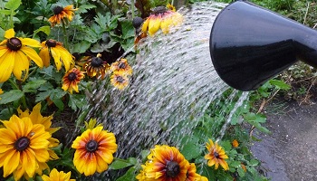 Dérogation pour l'arrosage de la ruelle Enchantée