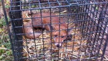 Contre le massacre gratuit de nombreux renards dans nos communes !