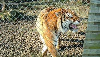 Lutte contre l'euthanasie des animaux au zoo du Chaudron !