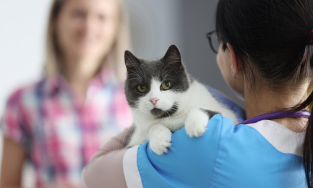 STOP AUX TARIFS ÉLEVÉS POUR SOIGNER NOS ANIMAUX !