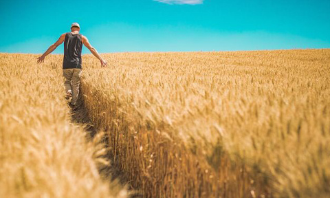 Santé Canada veut autoriser plus de pesticide glyphosate sur des aliments : NON ! RÉAGISSONS RAPIDEMENT ! Nous avons jusqu’au 3 août 2021 pour commenter cette proposition !