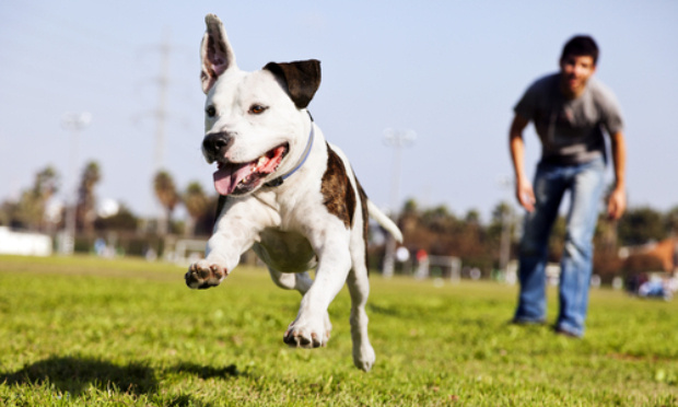 Pour un caniparc pour les chiens à Metz !