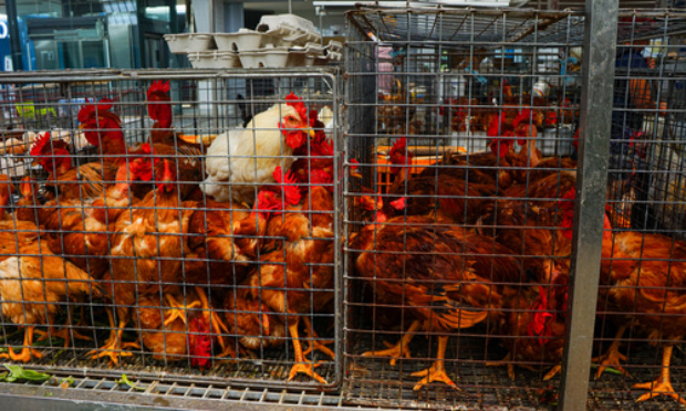 Non à la vente d'animaux sur les marchés