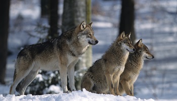 Plus de protection pour les loups