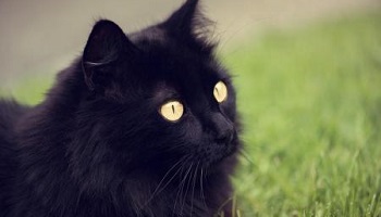 Sanctions des plus sévères pour le serial killer de chats noirs à Marseille