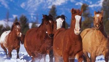 Sauvons les chevaux : stop aux calèches dans le vieux Québec