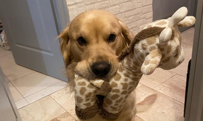 Justice pour mon chien !