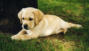 Récupérer mon bébé labrador de 9 mois
