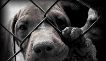 Contre la maltraitance, les fourrures, l'abandon, les abattoirs