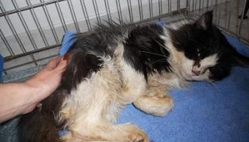 SOS abandon : des maîtres sans pitié