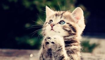 Le chat, un être vivant et non une peluche