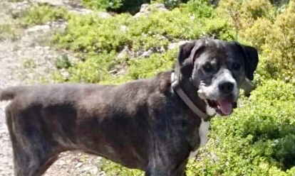 Vérité sur la disparition du chien Enzo : Où est-il ?!