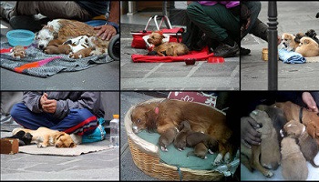 Interdiction de la mendicité avec des animaux sur les trottoirs