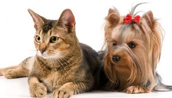 Des lois plus strictes pour la protection animale des chiens et chats domestiques
