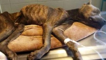 Amende et emprisonnement ferme pour les personnes qui maltraitent les animaux