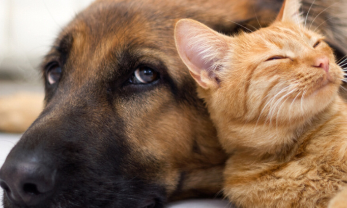 Stop aux chats percutés par des voitures !