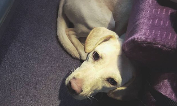 SNCF : Pour un service public respectueux des animaux enfin exemplaire !