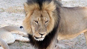 Cecil le lion ne doit pas être mort en vain