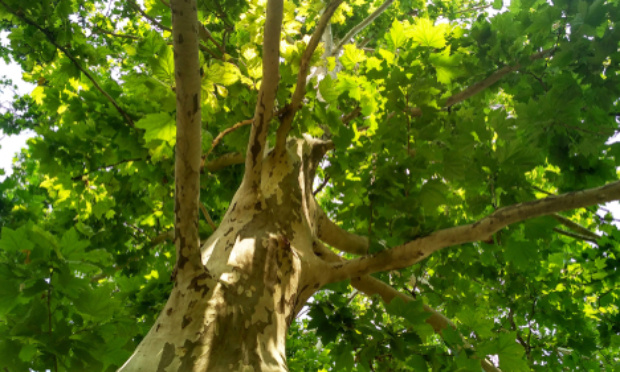 Non à l'abattage de nos platanes