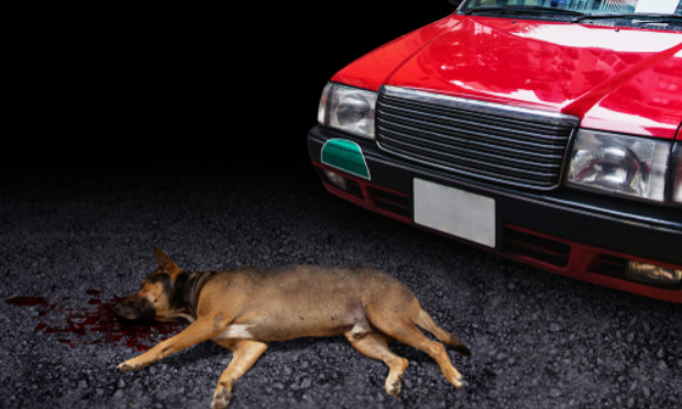 Condamnation pour l’automobiliste ayant trainé son chien derrière une remorque à Nantes le 26/07/2021 !