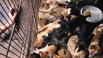 Boycott du commerce avec la Corée du Sud jusqu'à fin du martyr des chats et des chiens du pays