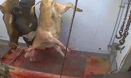 Vaches broyées vivantes, agneaux asphyxiés. C’est inadmissible !