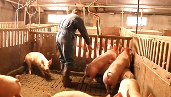 Sauvons la filière porcine française !