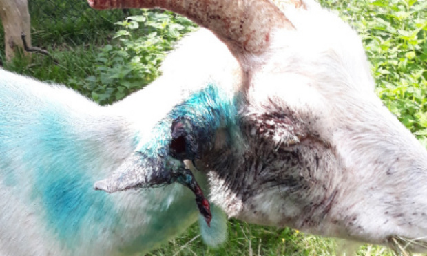 NON aux boucles identification CAPRINS, OVINS