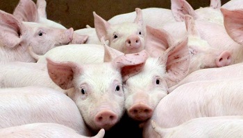 Pour le pouvoir d'achat des agriculteurs bretons : boycott des entreprises lors de nos achats