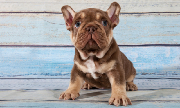 Pour que mon bouledogue français voyage en cabine