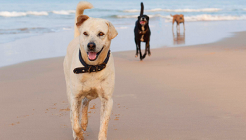 Plus de tolérance pour les chiens sur les plages