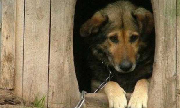 Punir sévèrement la négligence animale